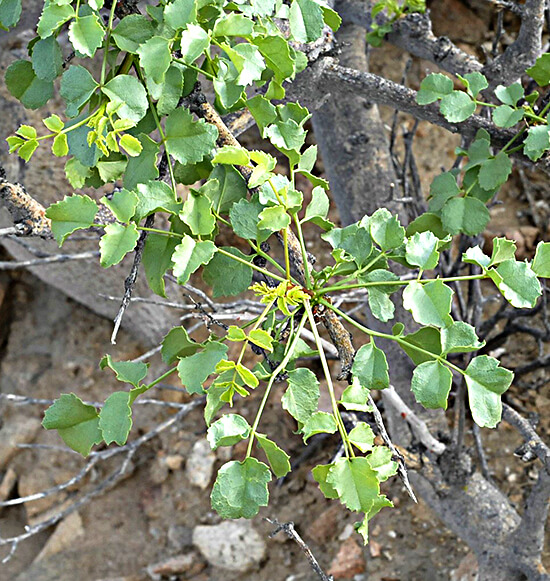 Commiphora leaves
